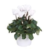 CIKLAMA SUPER SERIES L12