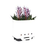 CVETOČA RASTLINA EHMEJA BLUE RAIN L15