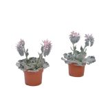 CVETOČA SOBNA RASTLINA EŠEVERIJA L12