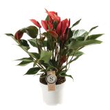 CVETOČA RASTLINA FLAMINGOVEC