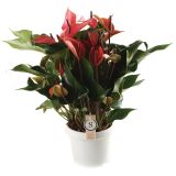 CVETOČA RASTLINA FLAMINGOVEC