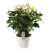 CVETOČA RASTLINA FLAMINGOVEC