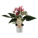 CVETOČA RASTLINA FLAMINGOVEC