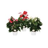 CVETOČA RASTLINA FLAMINGOVEC ANDREANUM MIX L17