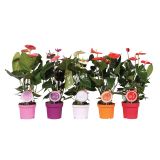 CVETOČA RASTLINA FLAMINGOVEC MIX L14