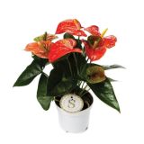 CVETOČA RASTLINA FLAMINGOVEC ORANGE CHAMPION L12