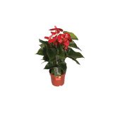 CVETOČA RASTLINA FLAMINGOVEC SIERRA L14
