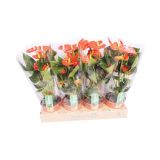 CVETOČA RASTLINA FLAMINGOVEC SIERRA ORANGE