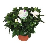 CVETOČA SOBNA RASTLINA GARDENIA