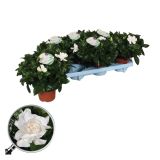 CVETOČA SOBNA RASTLINA GARDENIA