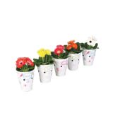 CVETOČA RASTLINA GERBERA L9