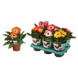 CVETOČA RASTLINA GERBERA TWISTER