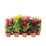 GUZMANIJA CUPCAKE MIX L9