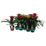 GUZMANIJA SQUAROSA MIX L13