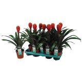 CVETOČA RASTLINA GUZMANIJA TALA ROOD