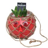 CVETOČA RASTLINA HIJACINTA V STEKLENI KROGLI