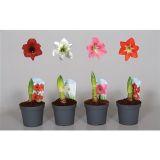 CVETOČA SOBNA RASTLINA HIPPEASTRUM 2