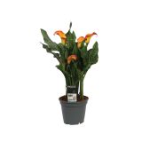 CVETOČA RASTLINA KALA