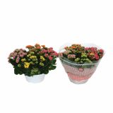 KALANHOJA TRI BARVE L23