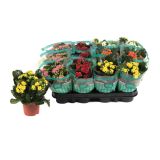 CVETOČA RASTLINA KALANDIVA L9