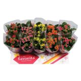 CVETOČA RASTLINA KALANHOJA