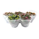 CVETOČA RASTLINA KALANHOJA