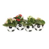 CVETOČA RASTLINA KALANHOJA MINI V OKRASNEM LONCU ŽOGA