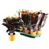 KALATEJA CROCATA L14