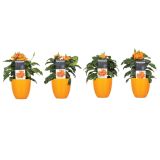 CVETOČA SOBNA RASTLINA KROSANDRA V OKRASNEM LONCU L9