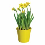 CVETOČA RASTLINA NARCISA 10.5 CM FEBRUARY GOLD