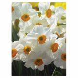 CVETOČA RASTLINA NARCISA 10.5 CM FEBRUARY GOLD