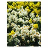 CVETOČA RASTLINA NARCISA 10.5 CM FEBRUARY GOLD