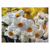 CVETOČA RASTLINA NARCISA 10.5 CM FEBRUARY GOLD