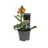 CVETOČA RASTLINA PTIČJE MLEKO DUBIUM