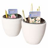 CVETOČA RASTLINA RAZKOŠNE NARCISE MIX