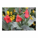 CVETOČA RASTLINA RAZKOŠNI TULIPANI MIX L13