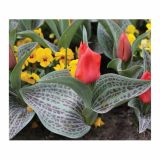 CVETOČA RASTLINA RAZKOŠNI TULIPANI MIX L13