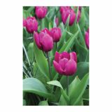 CVETOČA RASTLINA RAZKOŠNI TULIPANI MIX L13