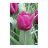 CVETOČA RASTLINA RAZKOŠNI TULIPANI MIX L13