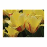 CVETOČA RASTLINA RAZKOŠNI TULIPANI MIX L13