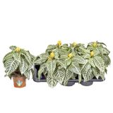 CVETOČA RASTLINA RUMENOGLAVKA L13