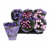 CVETOČA RASTLINA SAINTPAULIA TRENDY MIX