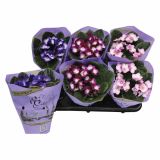 CVETOČA RASTLINA SAINTPAULIA TRENDY MIX