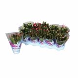 CVETOČA SOBNA RASTLINA SCHLUMBERGERA MIX EXTRA