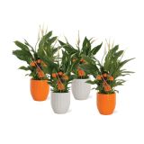 CVETOČA RASTLINA SPATHIPHYLLUM NOČ ČAROVNIC