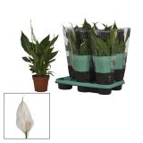 CVETOČA RASTLINA SPATIFILUM