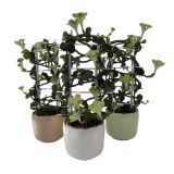 CVETOČA SOBNA RASTLINA SVETILNICA V OKR. LONCU L12