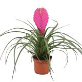 CVETOČA RASTLINA TILANCIJA CYANEA