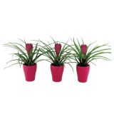 CVETOČA RASTLINA TILANDSIJA V OKR. LONCU L7