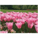 CVETOČA RASTLINA TULIPAN L10.5 ANNIE SALOMONS